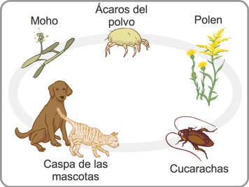 Ilustraci&oacute;n mostrando moho, &aacute;caros del polvo, polen, caspa de los animales y cucarachas