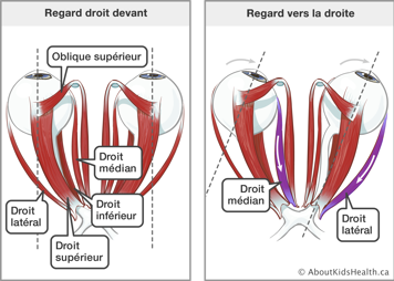 Les muscles oblique supérieur, droit médiant, droit inférieur, droit supérieur et droit lateral dans les yeux