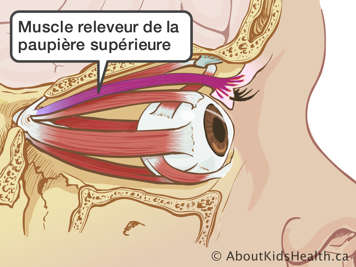 Illustration du muscle releveur de la paupière supérieure