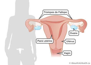 Identification du vagin, de l'utérus, de l'ovaire, de la paroi utérine et des trompes de Fallope