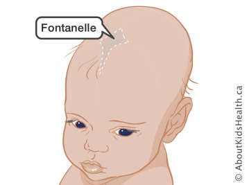 Une fontanelle sur le sommet de la tête d’un bébé