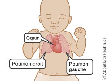 L’emplacement du cœur, du poumon droit et du poumon gauche dans un bébé