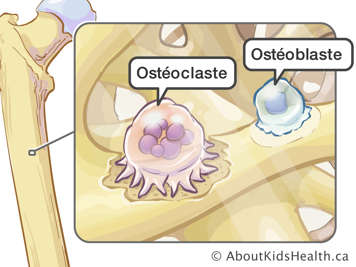 Un ostéoclaste et un ostéoblaste sur un os