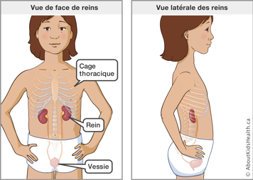 Parallèle montrant l’emplacement des reins selon une vue de face et une vue latérale