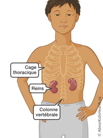 L’emplacement de la cage thoracique, des reins et de la colonne vertébrale d’un garçon