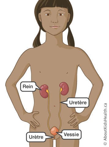 L’emplacement du rein, de l’uretère, de la vessie et de l’urètre dans le haut du corps d’une fille